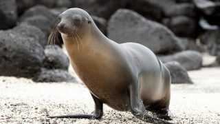 【2017/8/20~8/26計画】そろそろSSL化させないと後悔するんじゃあ~ないの?