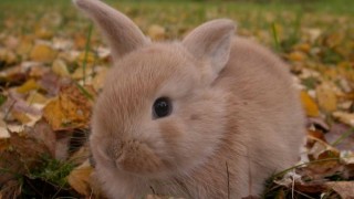 【2015/1/11~1/17計画】1月も中盤に差し掛かる!いつになったらもっとアクセスと収入上がるんだろう?