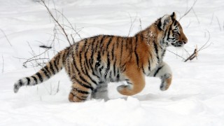 【2015/2/22~2/28計画】新サイトでマーケットに切り込んでいくつもりです。