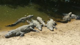【2017/8/27~9/2計画】ついに当サイトもSSL化、は~じ~めっ、ましたー♪